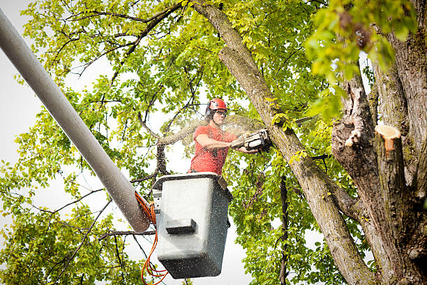 Leaf Removal