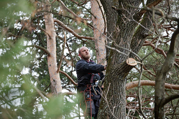 Best Root Management and Removal  in Dupont, WA